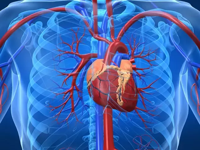 პოტენციალის გამაძლიერებელი ვარჯიშები უკუნაჩვენებია გულის დაავადების დროს