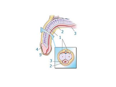 პენისის სტრუქტურა